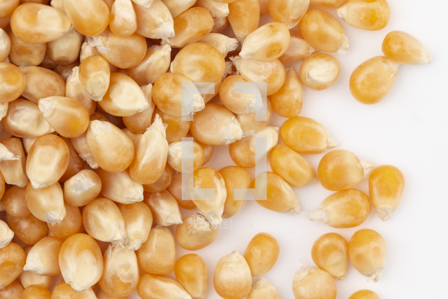 popcorn kernels 