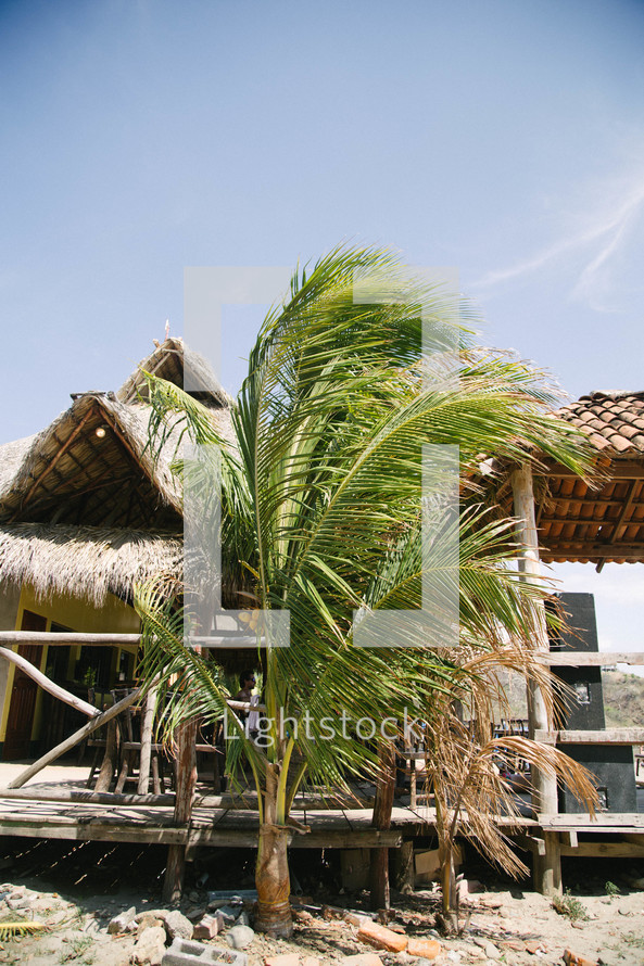 palm trees and straw roof porch on a beach 