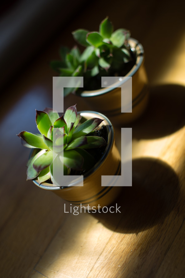 Sun shining on potted plants on a wooden table.