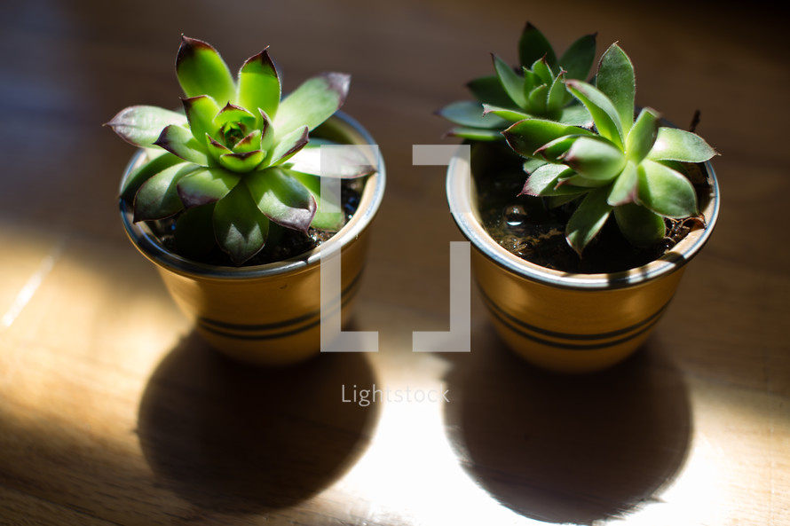 Potted plants on a table.