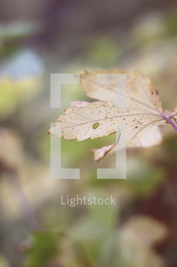 fall leaf against a blurry background 