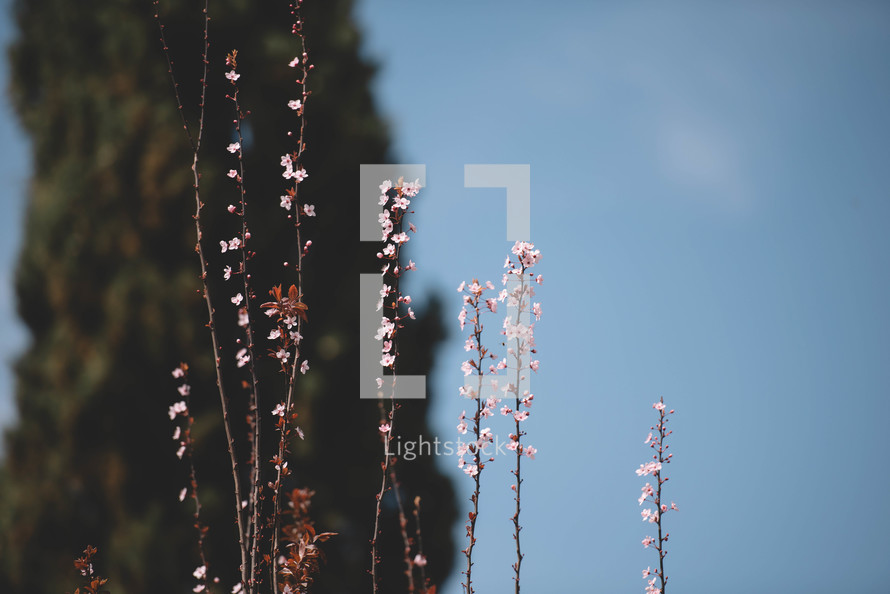 Flowering branches of a tree