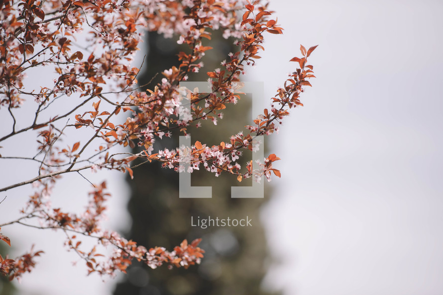 Flowering branches of a tree