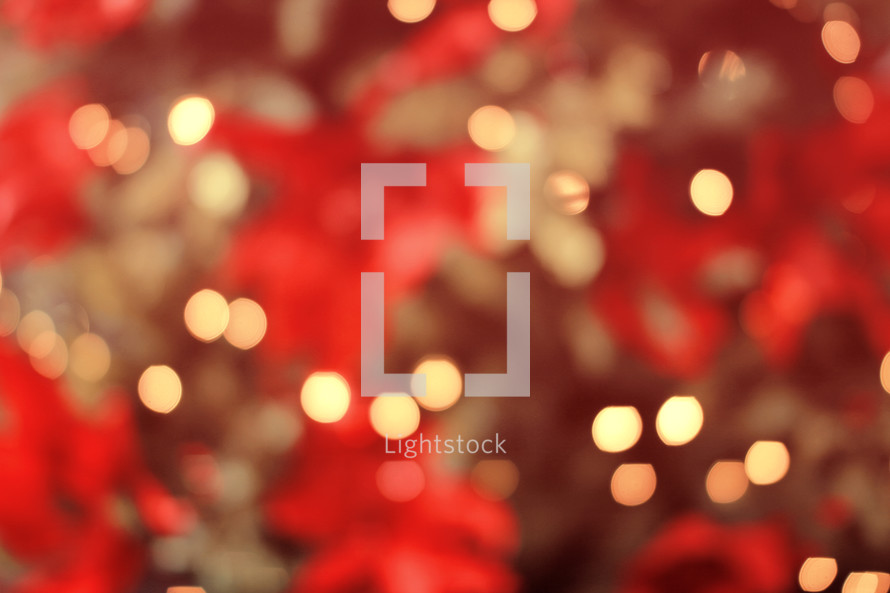 bokeh Christmas lights and poinsettia 