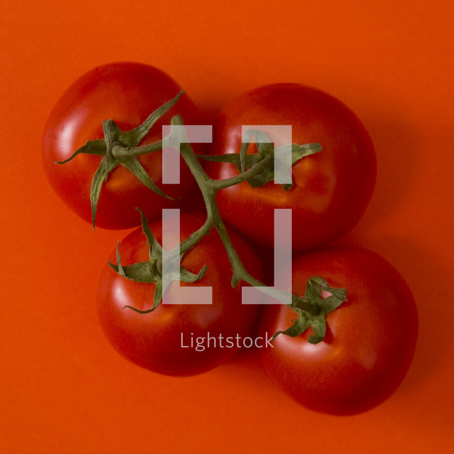 tomatoes on red 