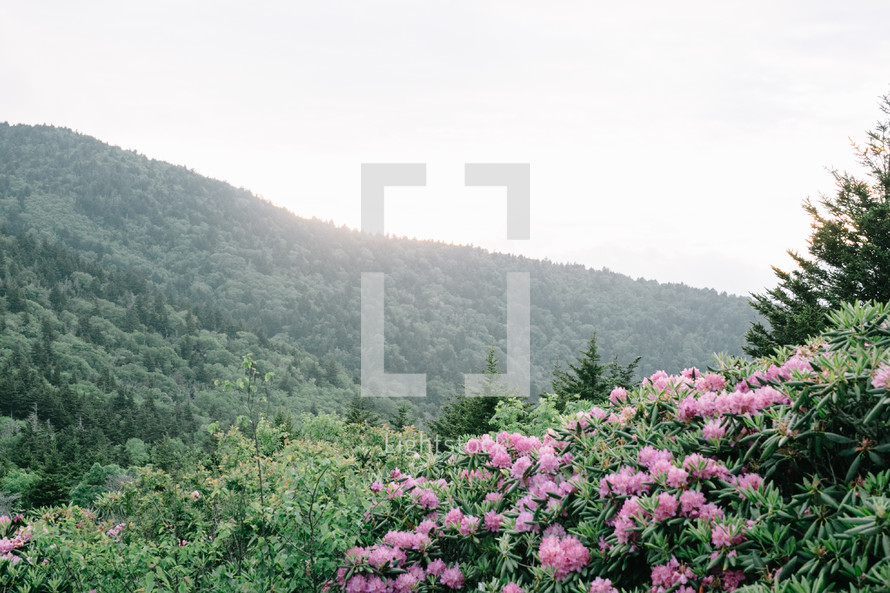 pink flowers on a mountainside 