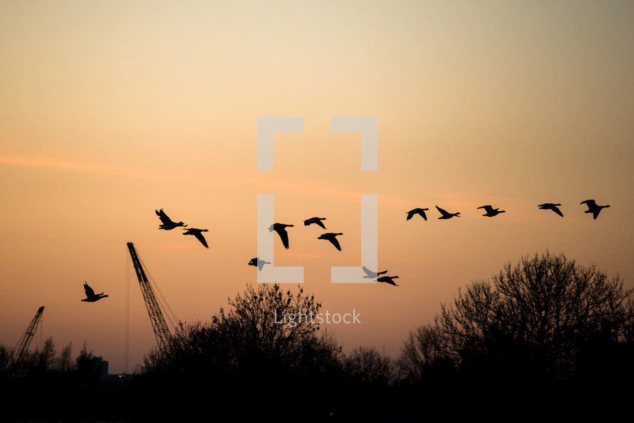 geese in flight at sunset 