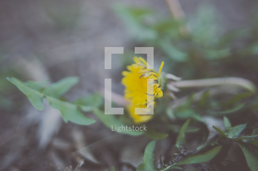 yellow dandelion 