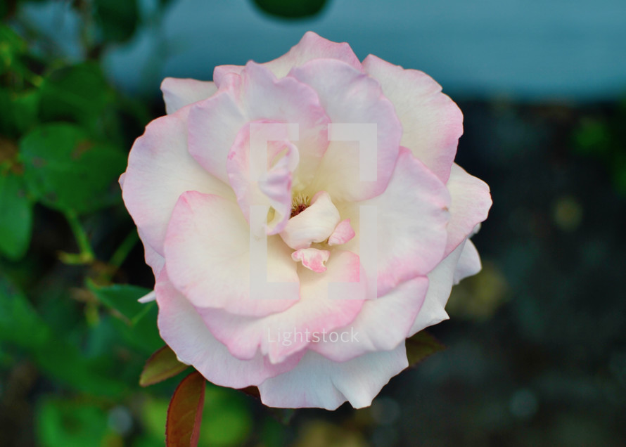 light pink rose 
