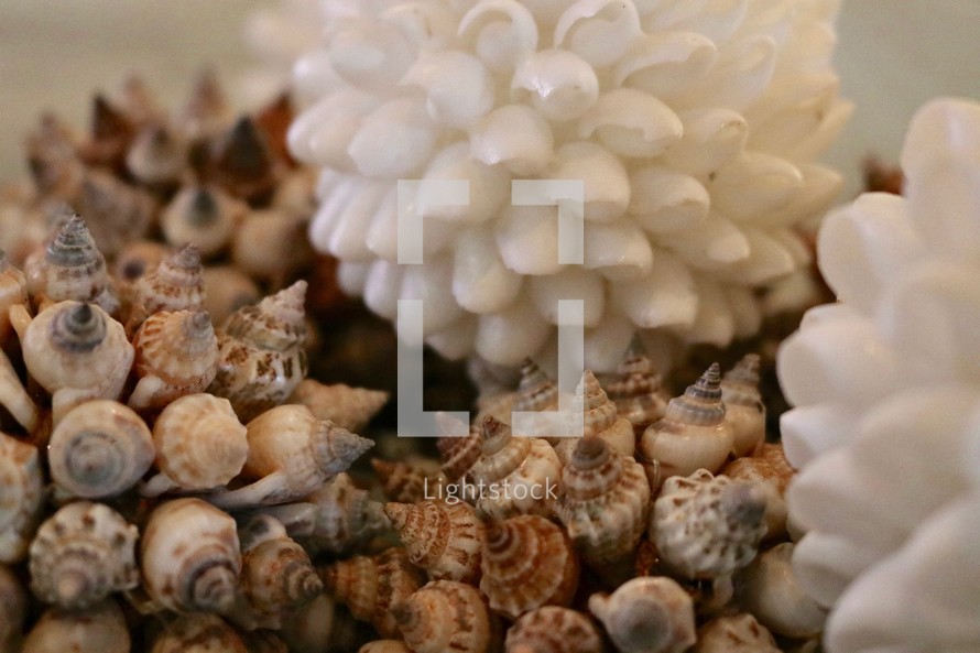 decorative balls of shells 