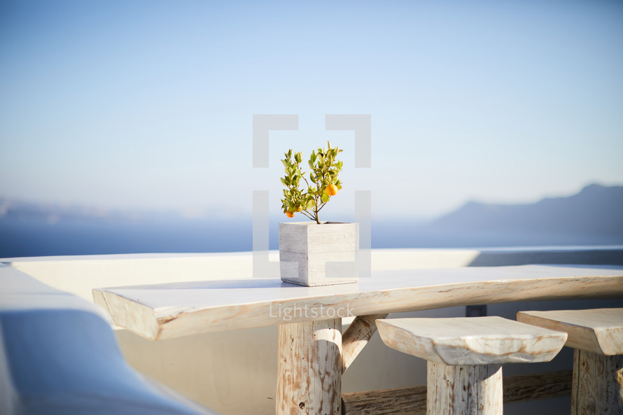 fruit tree in a planter on a balcony in Greece 