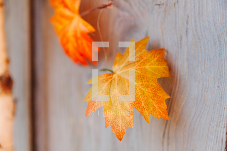 golden fall leaves on a wood background 
