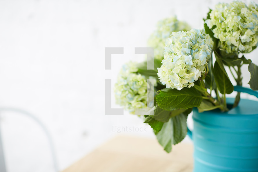 hydrangeas in a teal watering can 