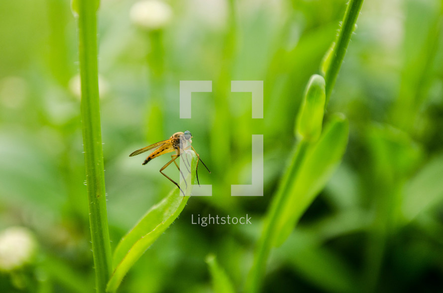 Insect on a blade of grass.