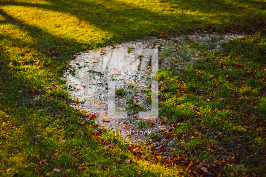 a puddle in grass 