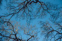 bare tree branches against a blue sky 