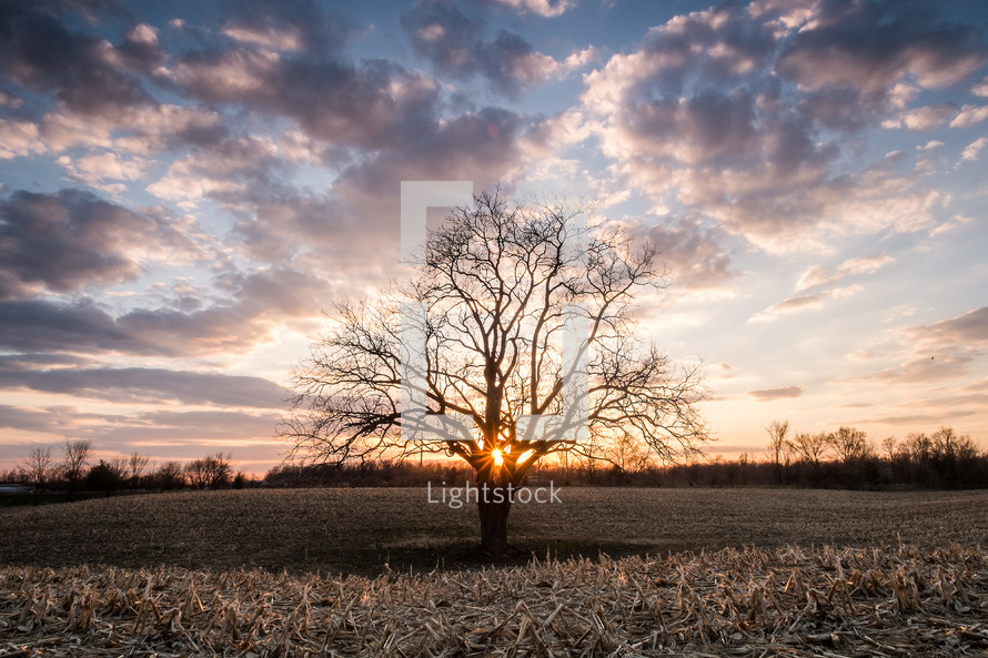 lone tree in a field at sunset 
