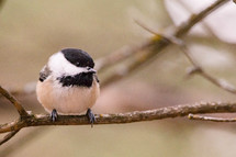 a song bird perched on a branch 
