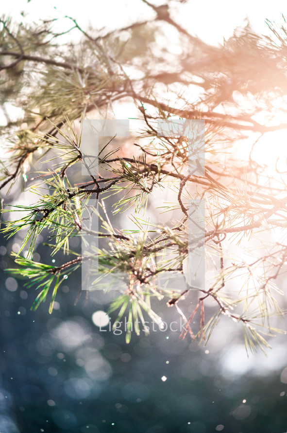 pine tree and sunlight in falling snow 