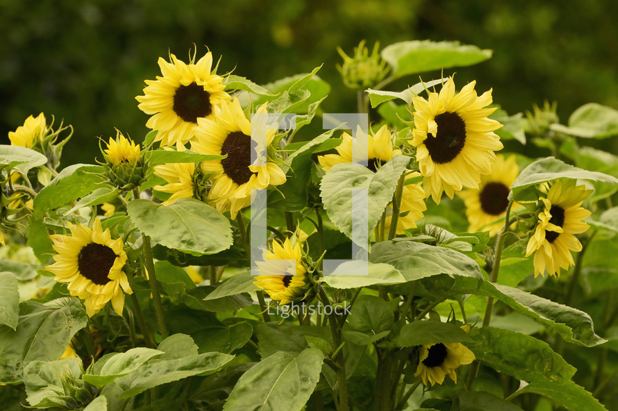 Details of sunflower on summer field