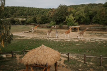 African giraffes in prague zoo. Nature savanna concept. Beautiful wildlife. High quality photo