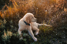 Fluffy Sweet Golden Retriever Puppy. Wonderful Summer Backdrop Pedigree mini pup