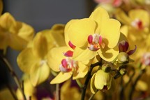 yellow orchids 