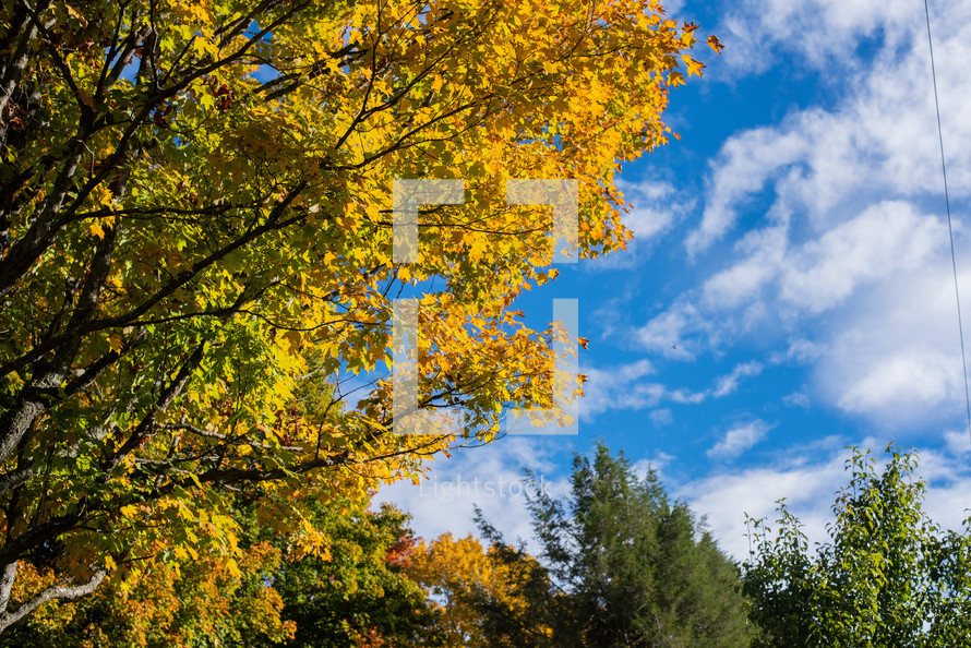 Yellow fall tree against blue sky with clouds