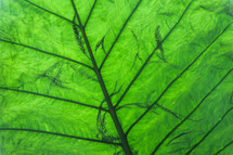 Veins of a green leaf