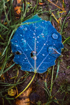 water droplets on a blue leaf 