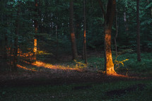sunlight in a forest 