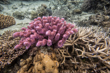 Colorful coral reef in ocean.