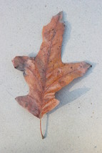 brown fall leaf on concrete 