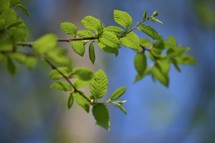 new green leaves on a branch in spring 
