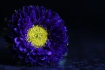 a blue flower 
