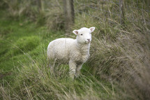 a lost lamb 