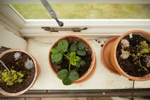 potted plants in a window sill 