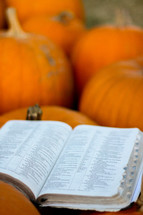 a Bible on pumpkins in a pumpkin patch 