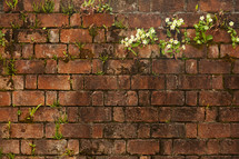 flowers growing in cracks between brick pavers 