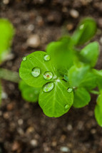 Raindrops on leaves water drops green clover
