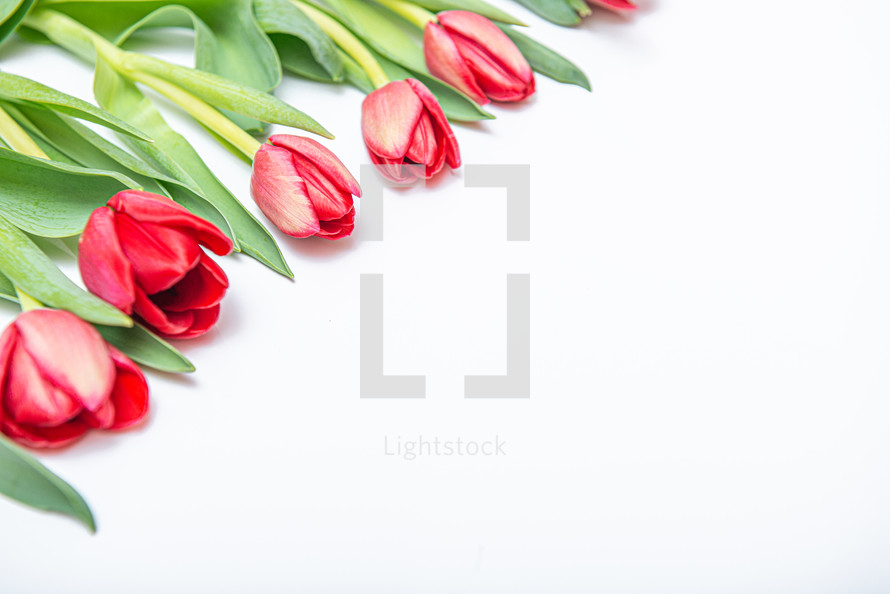 Flat lay of red tulips isolated on white for one corner side with copy space