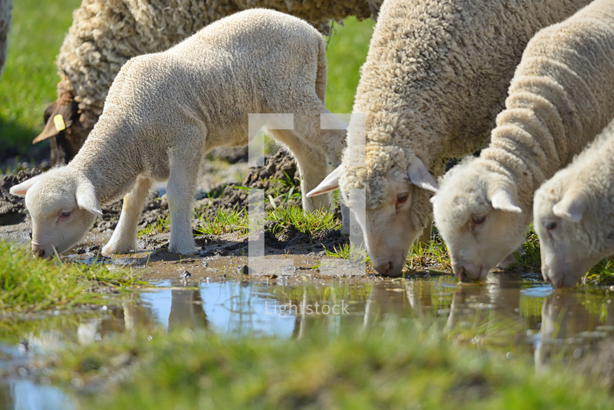 Herd of sheep and lambs on sunrise drinking water 