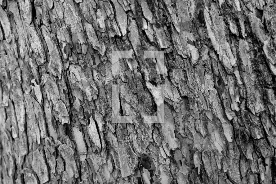 wood bark background 