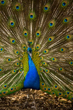 Proud as a peacock -- peacock with its tail feathers spread open.