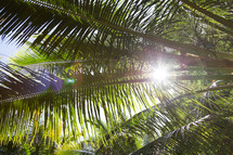 sunburst through palm trees 