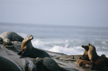 sea lions on a rock 