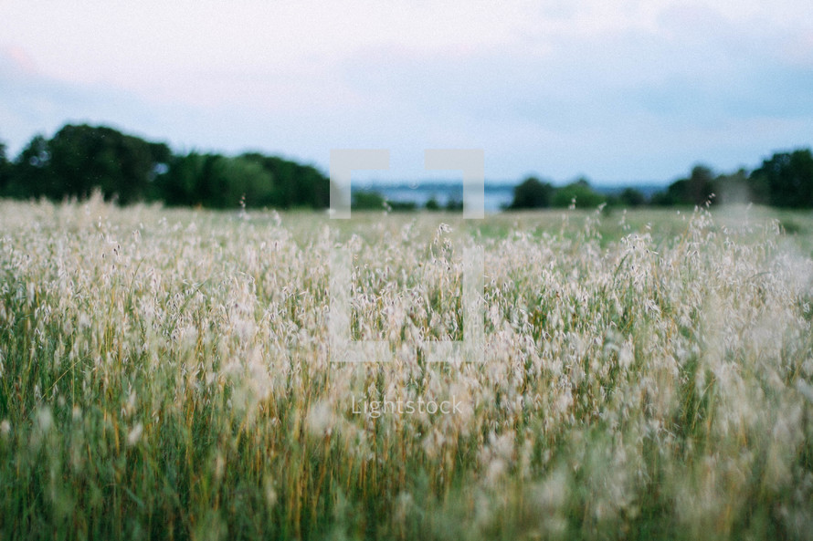 tall grass in a field 