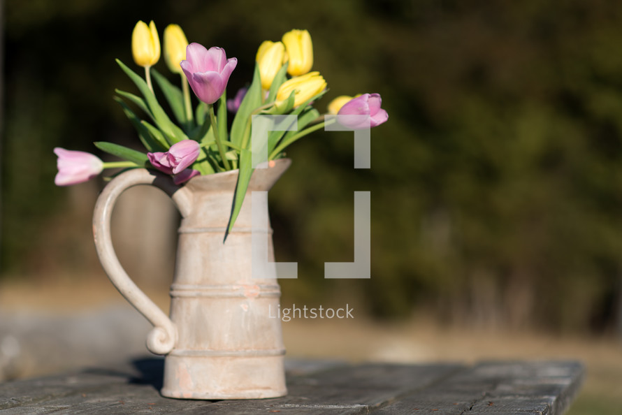 tulips in a pitcher 