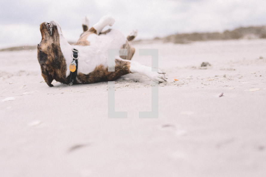 dog rolling in the sand on a beach 