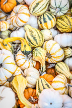 striped pumpkins and gourds 